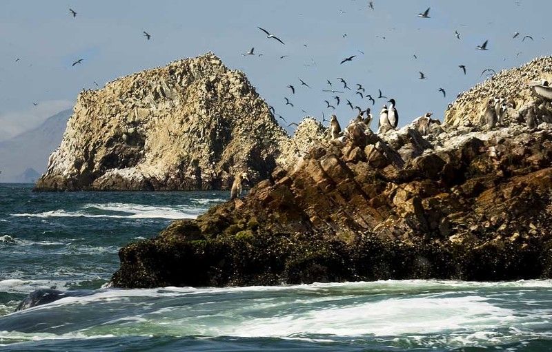 перу, острова бальестас, птицы, морские котики, море, остров На островах Бальестас фото превью