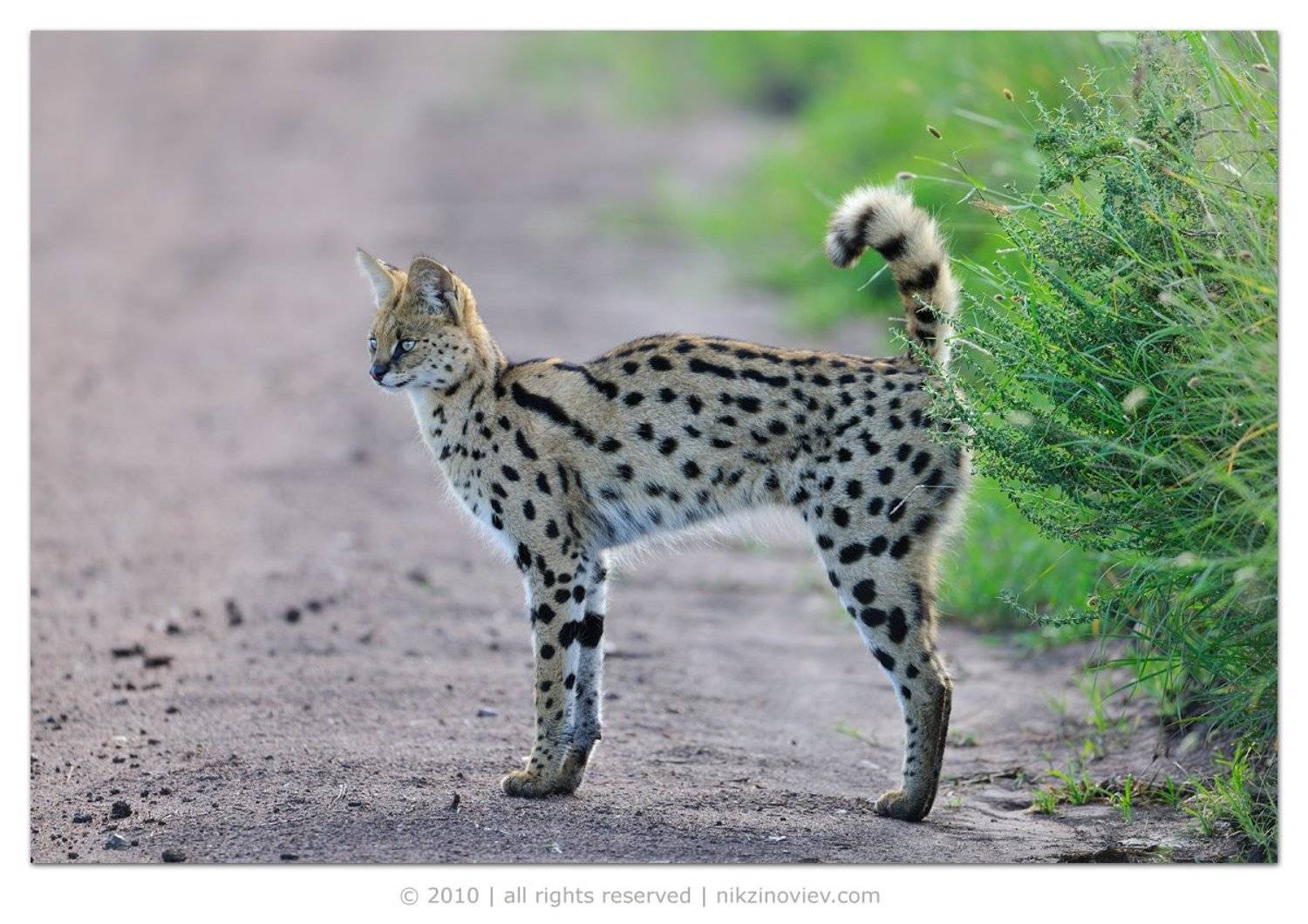 сервал, дикая природа, животные, африка, николай зиновьев, Николай Зиновьев