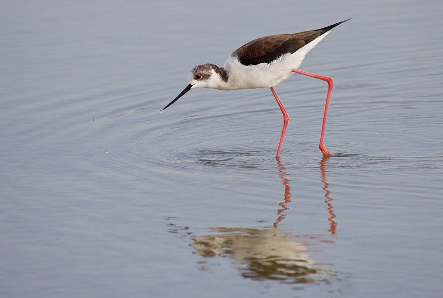 ходулочник, Alena