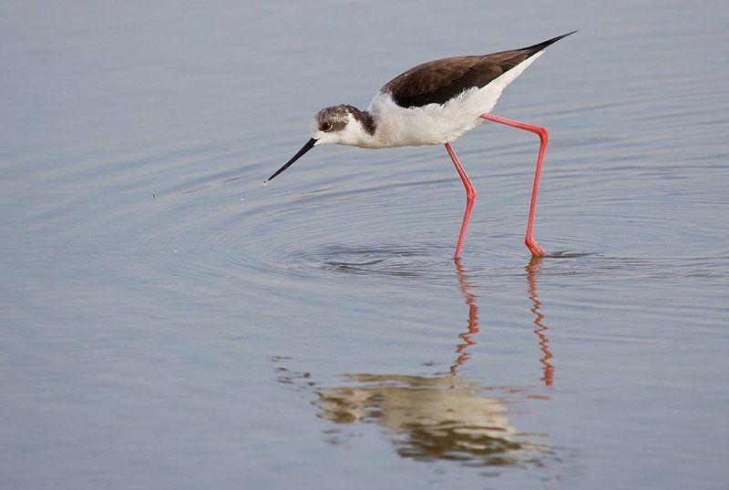 ходулочник капельки фото превью