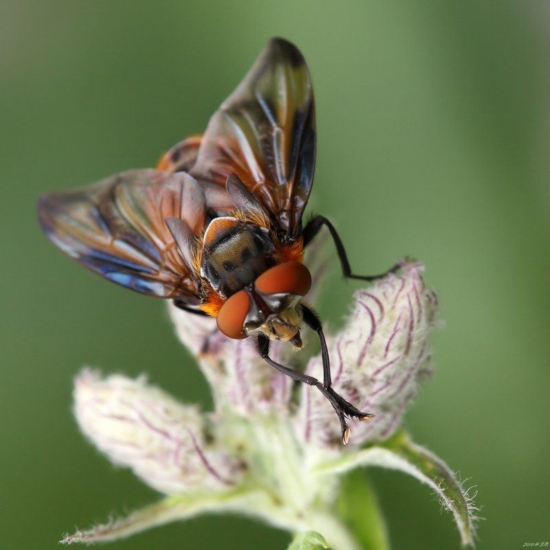 phasia hemiptera,тachinid fly,wanzenfliege,тахина Лисичка фото превью