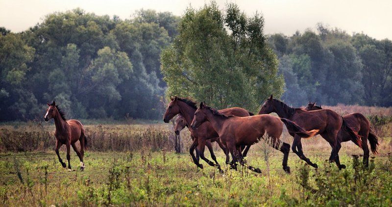 Кони фото превью