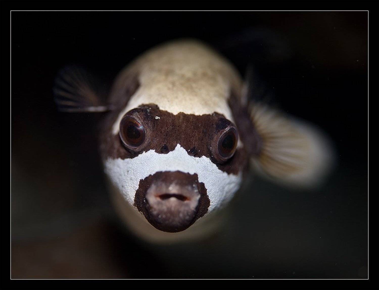 иглобрюх, портрет, Нарчук Андрей