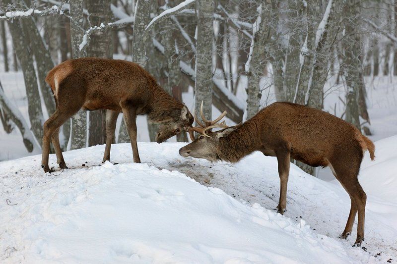 Зимняя серия фото превью