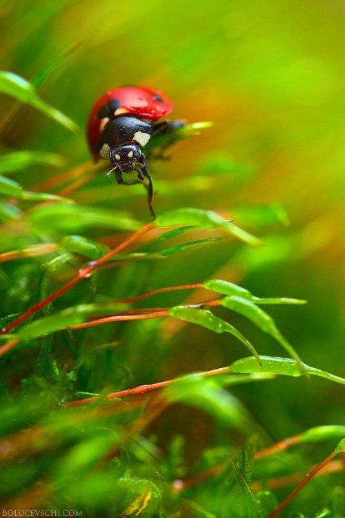 макро, насекомые, природа, Vitalii