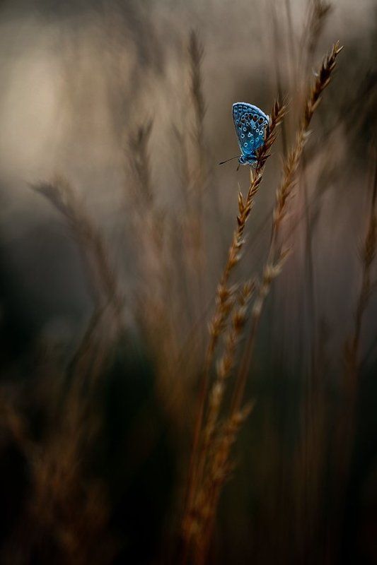голубянка голубянка в ночи.. фото превью