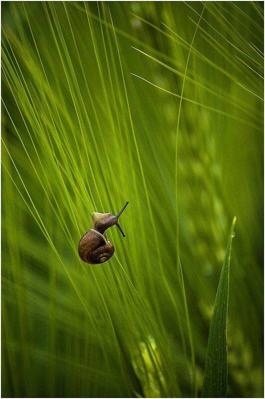 , Николай Шахманцир