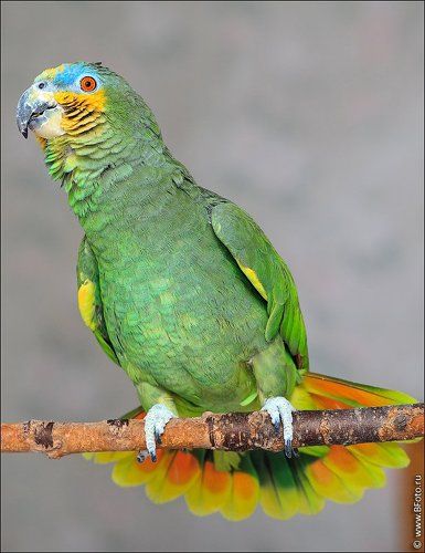 Танцующий попугай