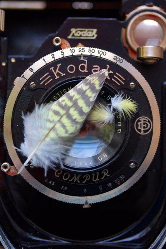 Птичка вылетела:) фото превью