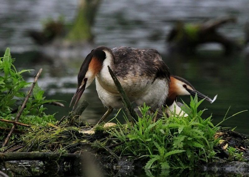 Семейное дело фото превью