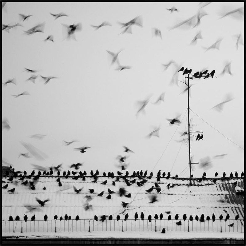 Предвестники черно-белой зимы... фото превью