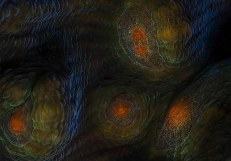 красное, море Галактики фото превью