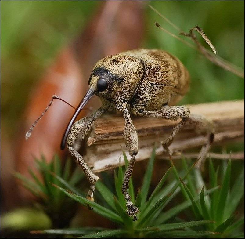 , Андрей Осокин