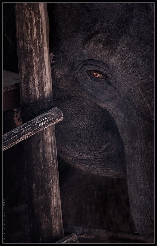 слон,слоны,неволя,индия,гоа,владимир,шипулин Неволя... фото превью