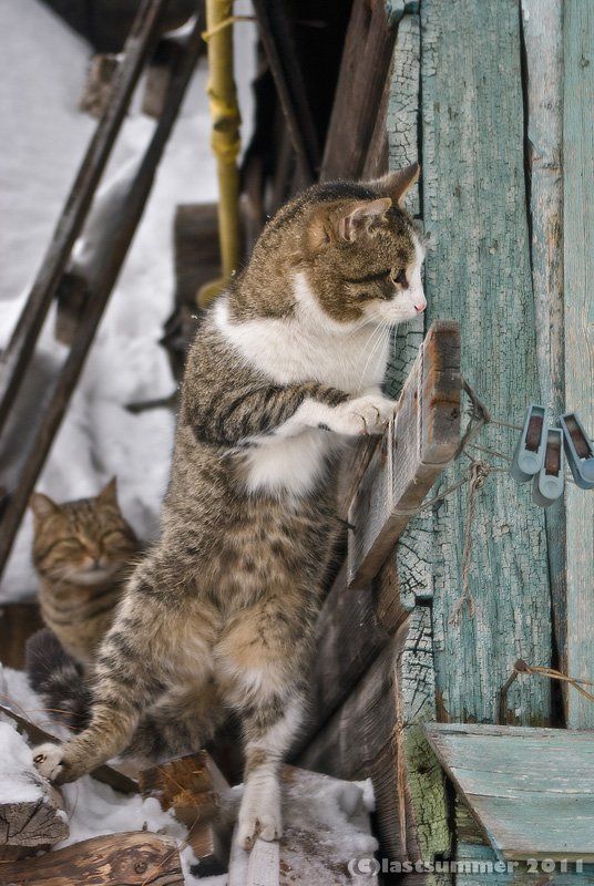 коты Партизанский отряд фото превью