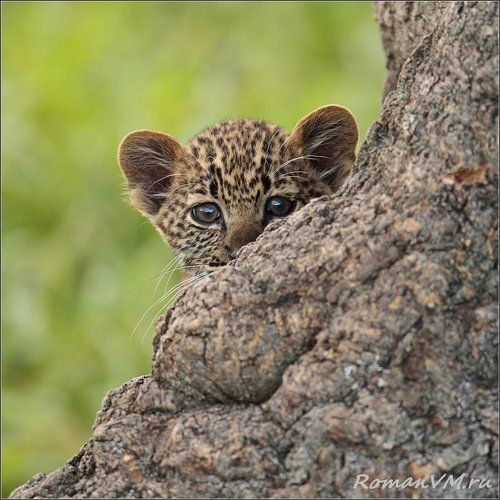 Про маленьких в крапинку.