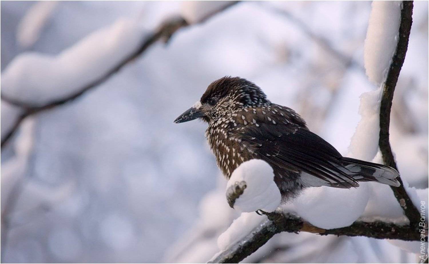 кедровка, nucifraga caryocatactes, Amazon-san