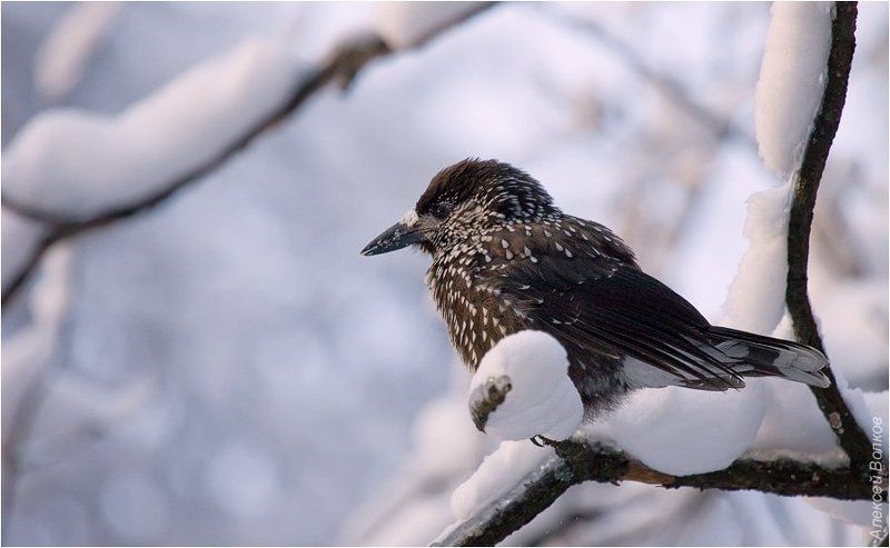 кедровка, nucifraga caryocatactes Расхититель орехов фото превью