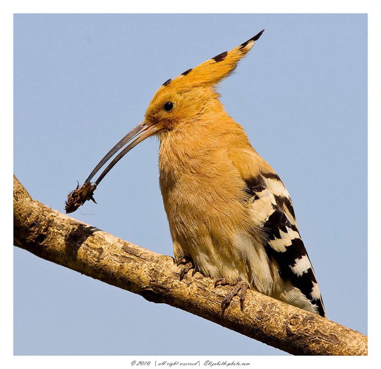 удод, upupa, epops, hoopoe, израиль, Elizabeth Etkind