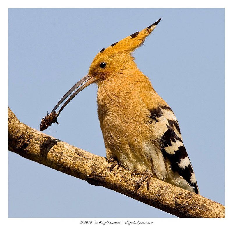 удод, upupa, epops, hoopoe, израиль Удод - Upupa epops фото превью