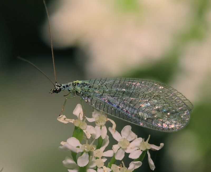 лето, трава, златоглазка — Ну, как, хороша невеста? — Хороша! Жалко только, что она не зелёная. — Ничего, поживёт с нами — позеленеет. фото превью