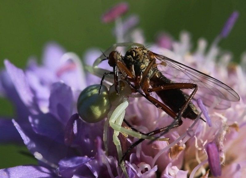 Смертный бой ....(победил - паук) фото превью