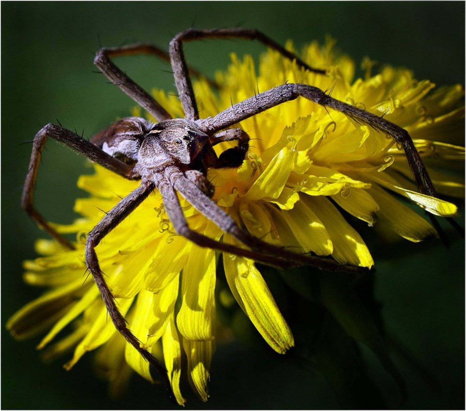 пауки,макро, Шуриман