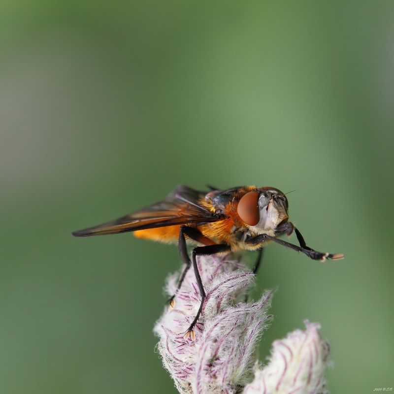 макро,ежемуха толстокрылая,ectophasia crassipennis,тachinid fly,wanzenfliege Лисичка фото превью