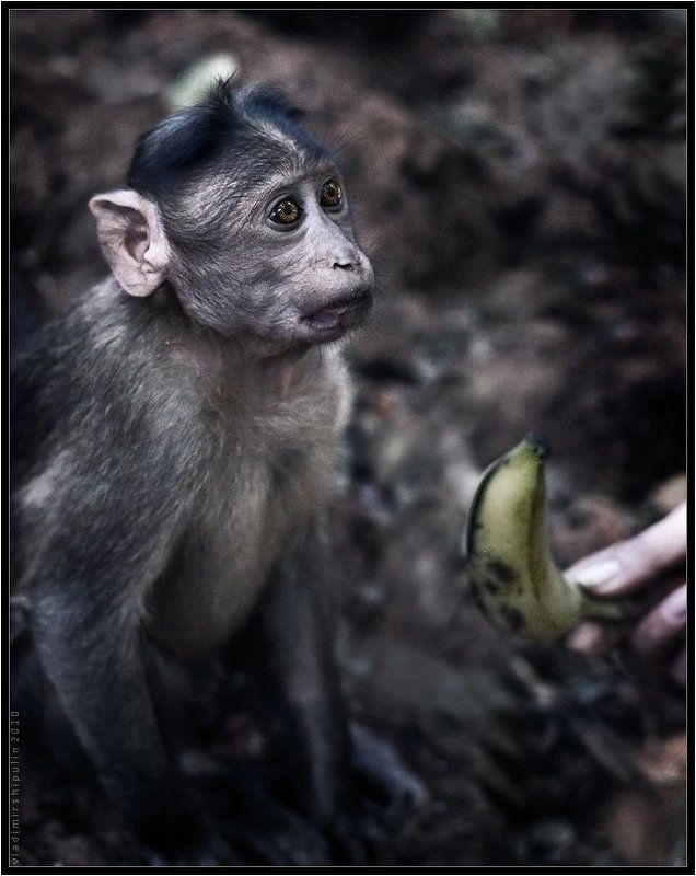 обезьяна,обезьяны,индия,гоа,владимир,шипулин, Неволя...(2) фото превью