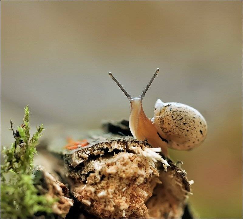 , Андрей Осокин