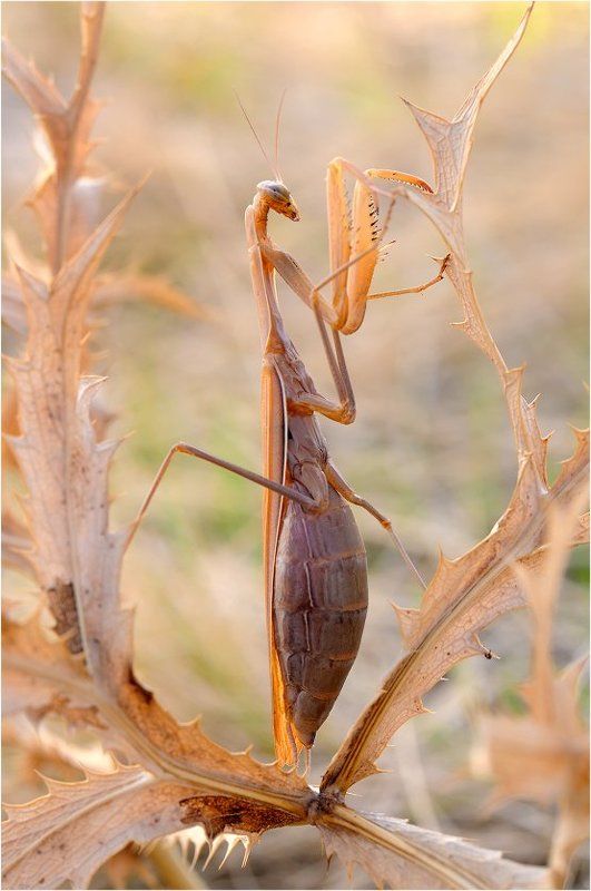 Мамочка. фото превью