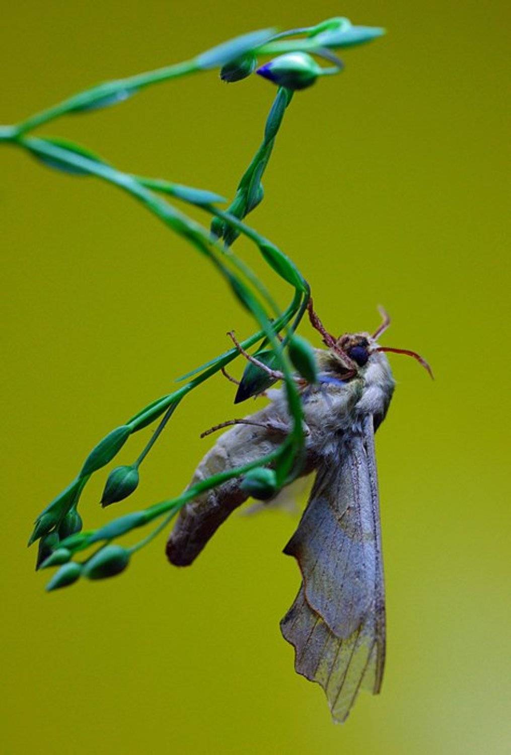 , Татьяна Алёшина