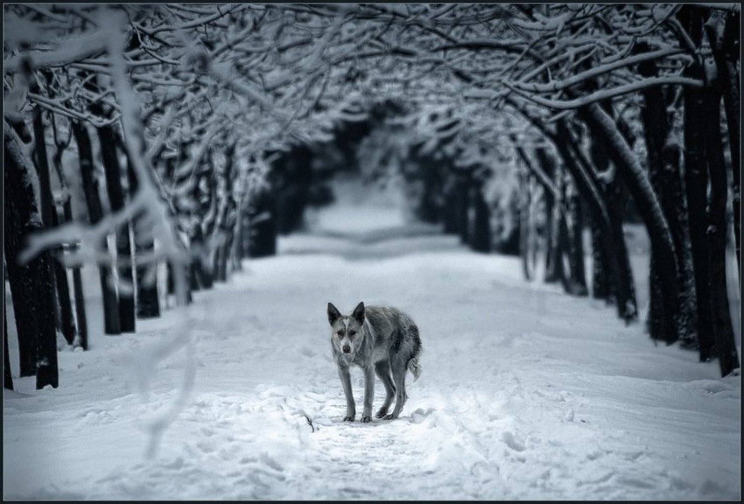 собака, зима, холод, владимир