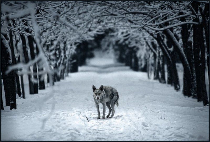 собака, зима, холод Холод собачий ... фото превью