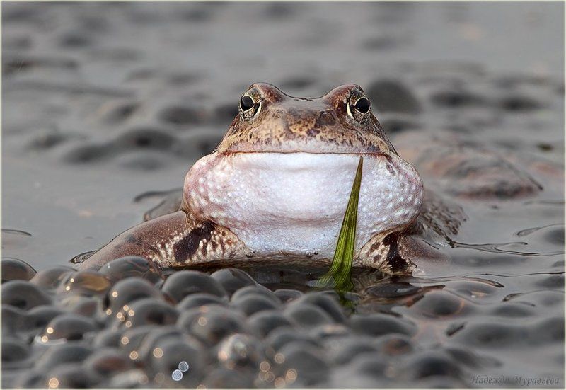 rana, temporaria, травяная, лягушка, икра, улыбка Дети - моя гордость! фото превью