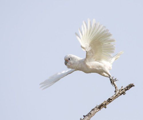 наидичайший птиц