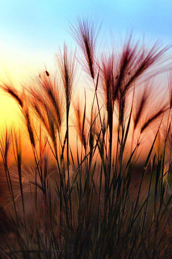 , Эдуард Альт