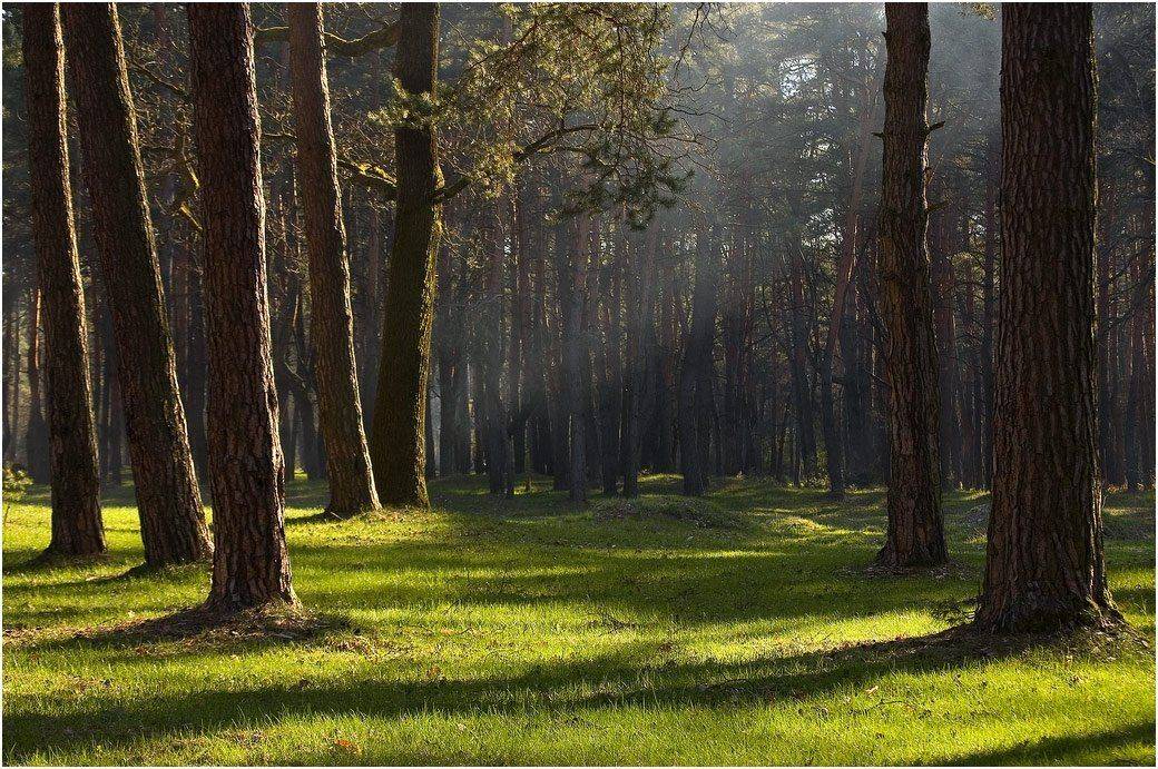 , Николай Шахманцир