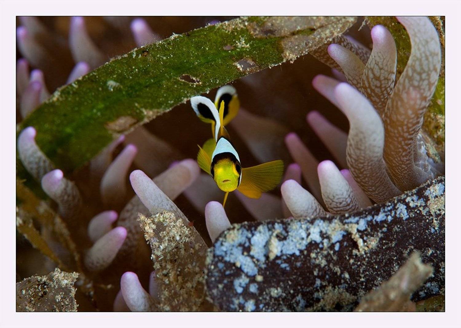 клоун, анемон, розовый, цвета, малек, удивление, Нарчук Андрей