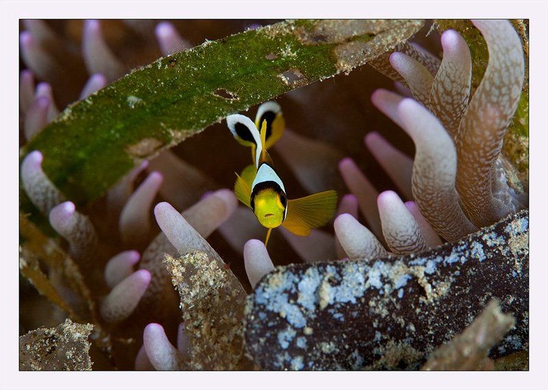 клоун, анемон, розовый, цвета, малек, удивление гостей явно не ждали... фото превью