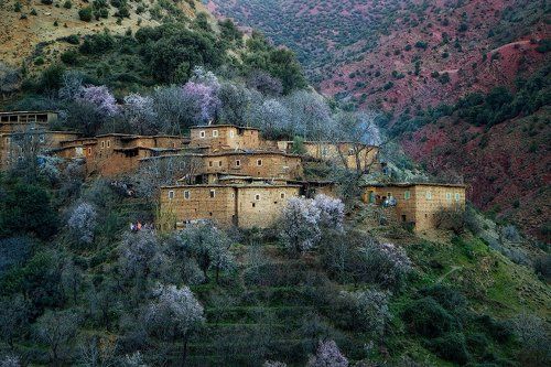 Когда цветут персики...