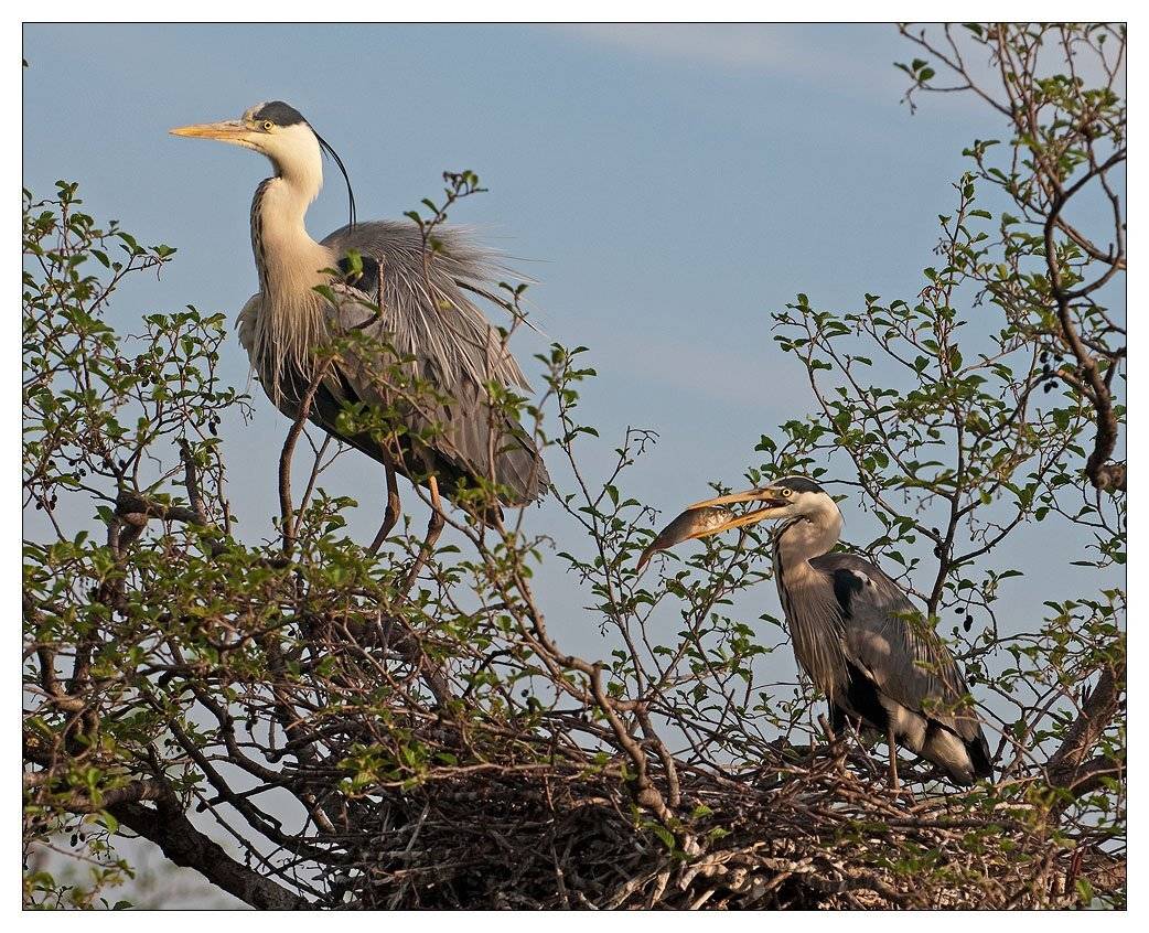 цапля, VladimirD