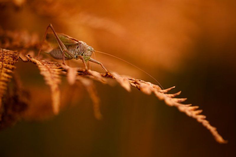 осенний Осенний усатый... фото превью