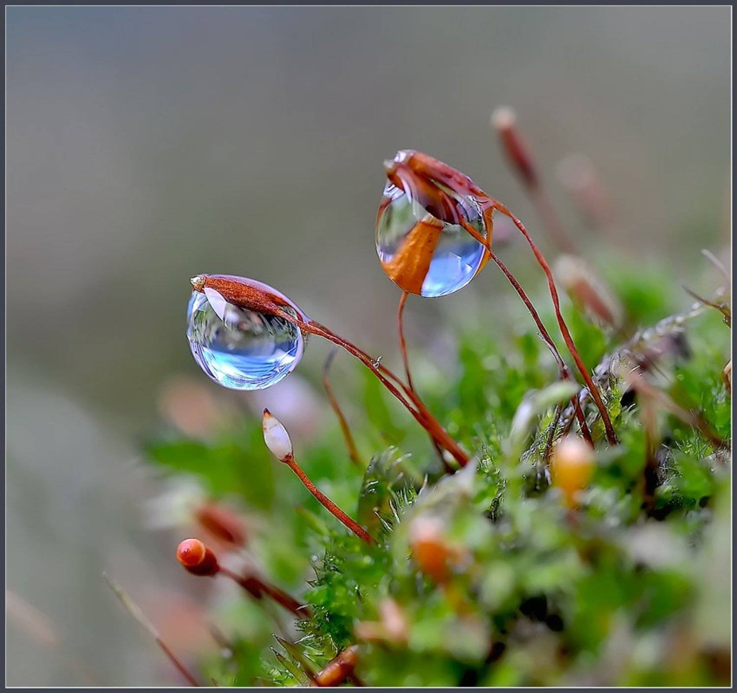макро,капли,вода,красота,, Евгений Кирилкин.