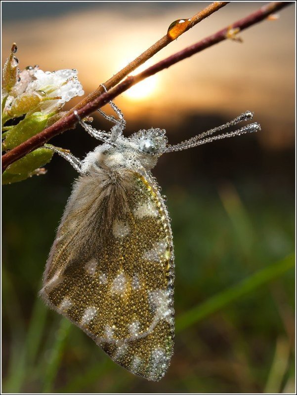 *** фото превью