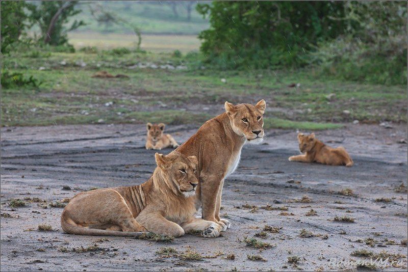 африка, танзания, серенгети, лев Ненастье фото превью