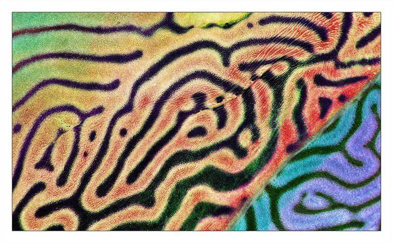 арт, природа, искусство, цвет, форма UW Art фото превью