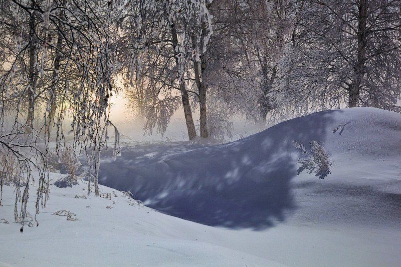 Night forest фото превью