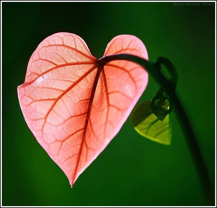 природа, молдова, Vitalii