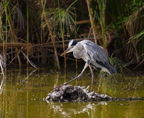 восхождение на трон))))))